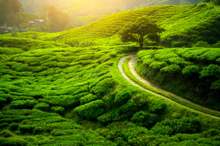 Sikkim & Darjeeling – Himalayan Escape 4N 5D