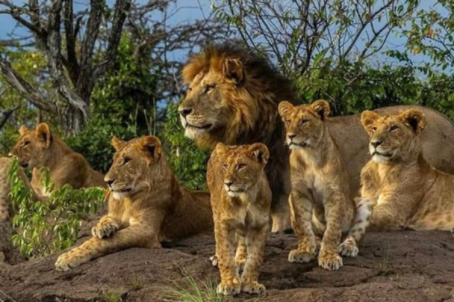 Grand Gujarat Heritage, Wildlife & Spiritual Circuit – 17D 16N